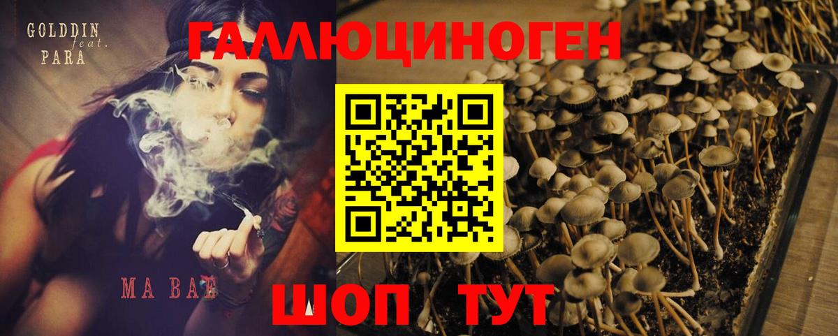 Галлюциногенные грибы Psilocybe  Псилоцибиновые грибы MAGIC MUSHROOMS  Кореновск  Вход с VPN 